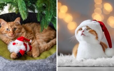 christmas gifts for cats