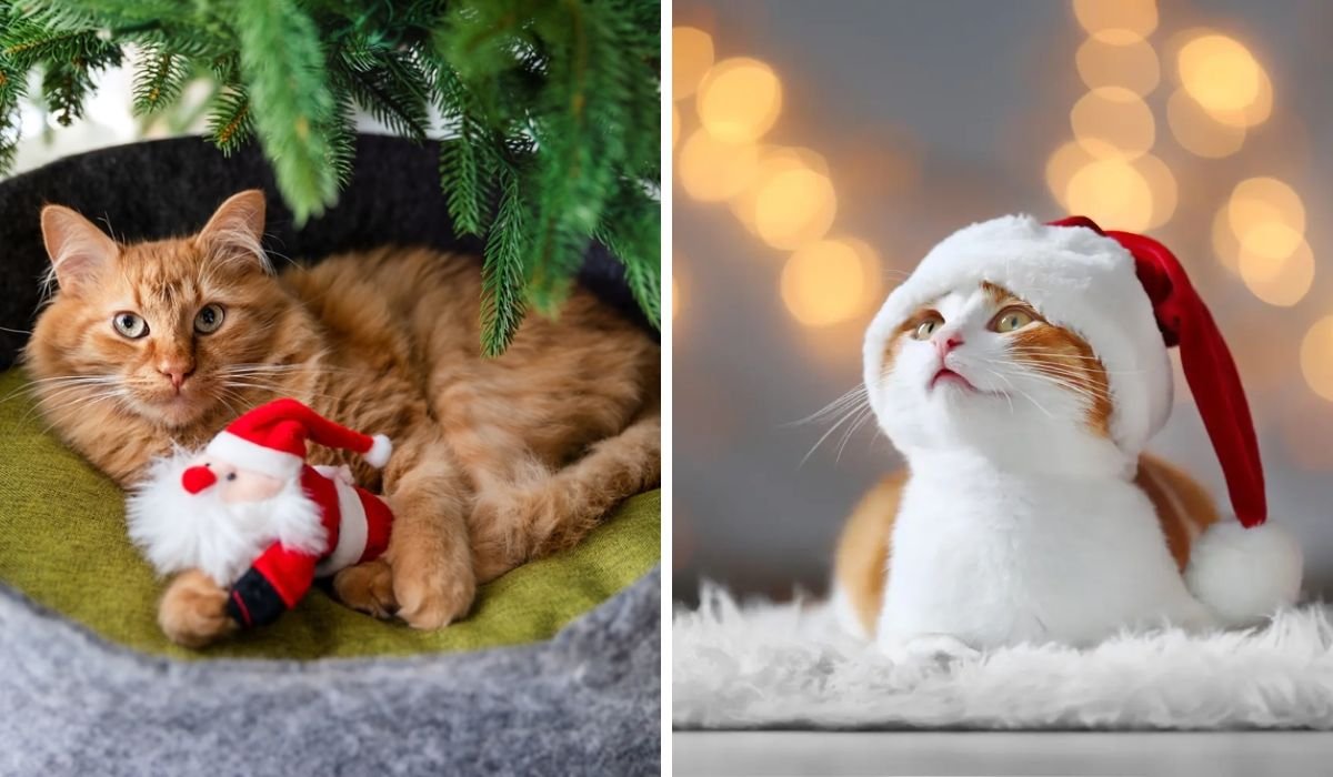 christmas gifts for cats