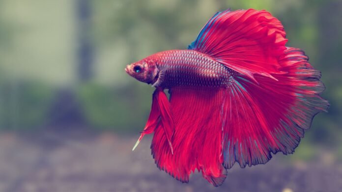 How Long Do Betta Fish Live